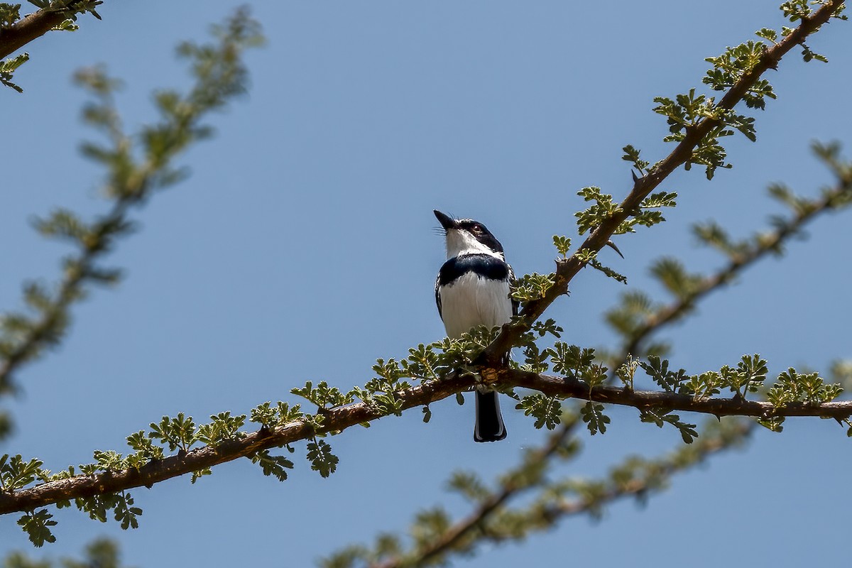 Pygmy Batis - ML632896545