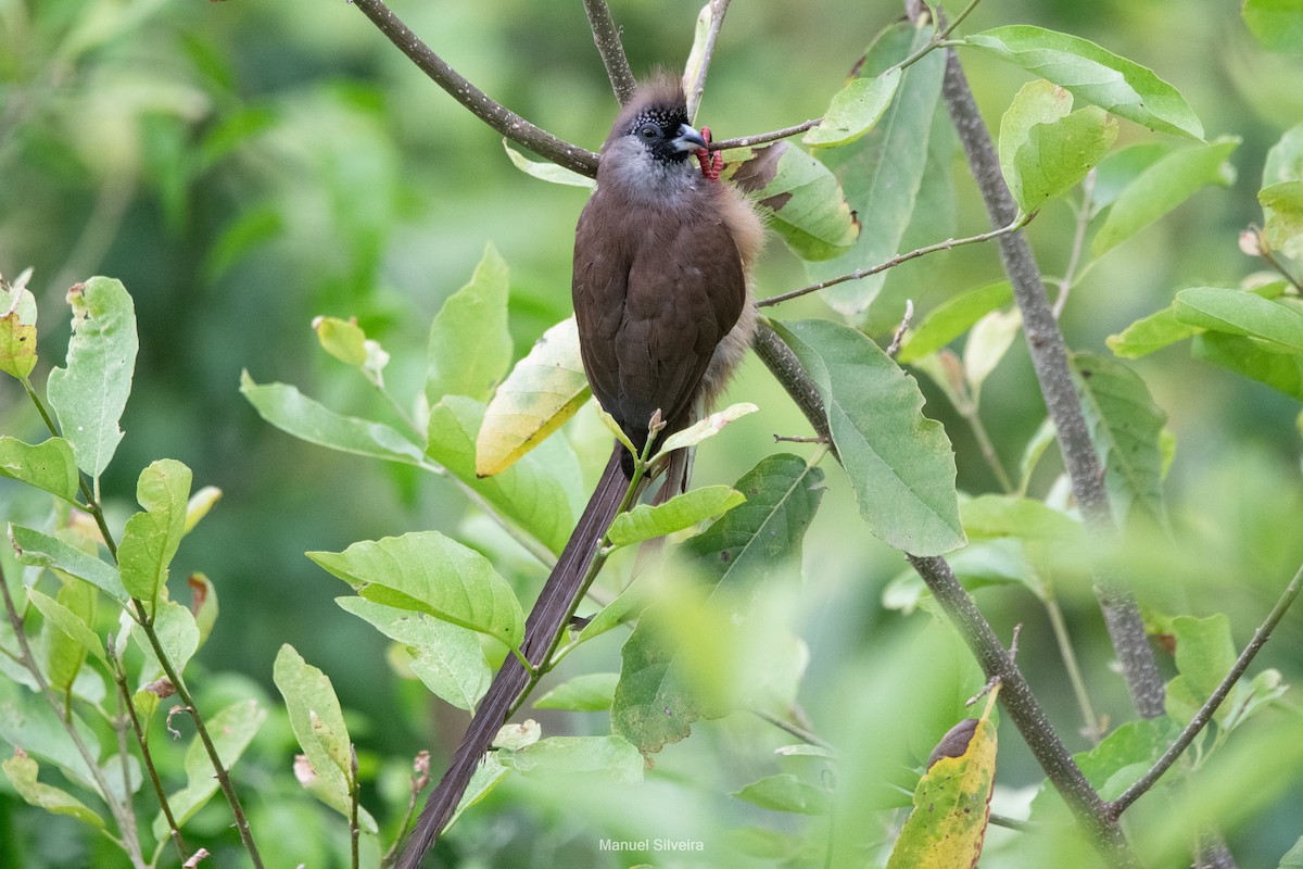 Red-backed Mousebird - ML632896641