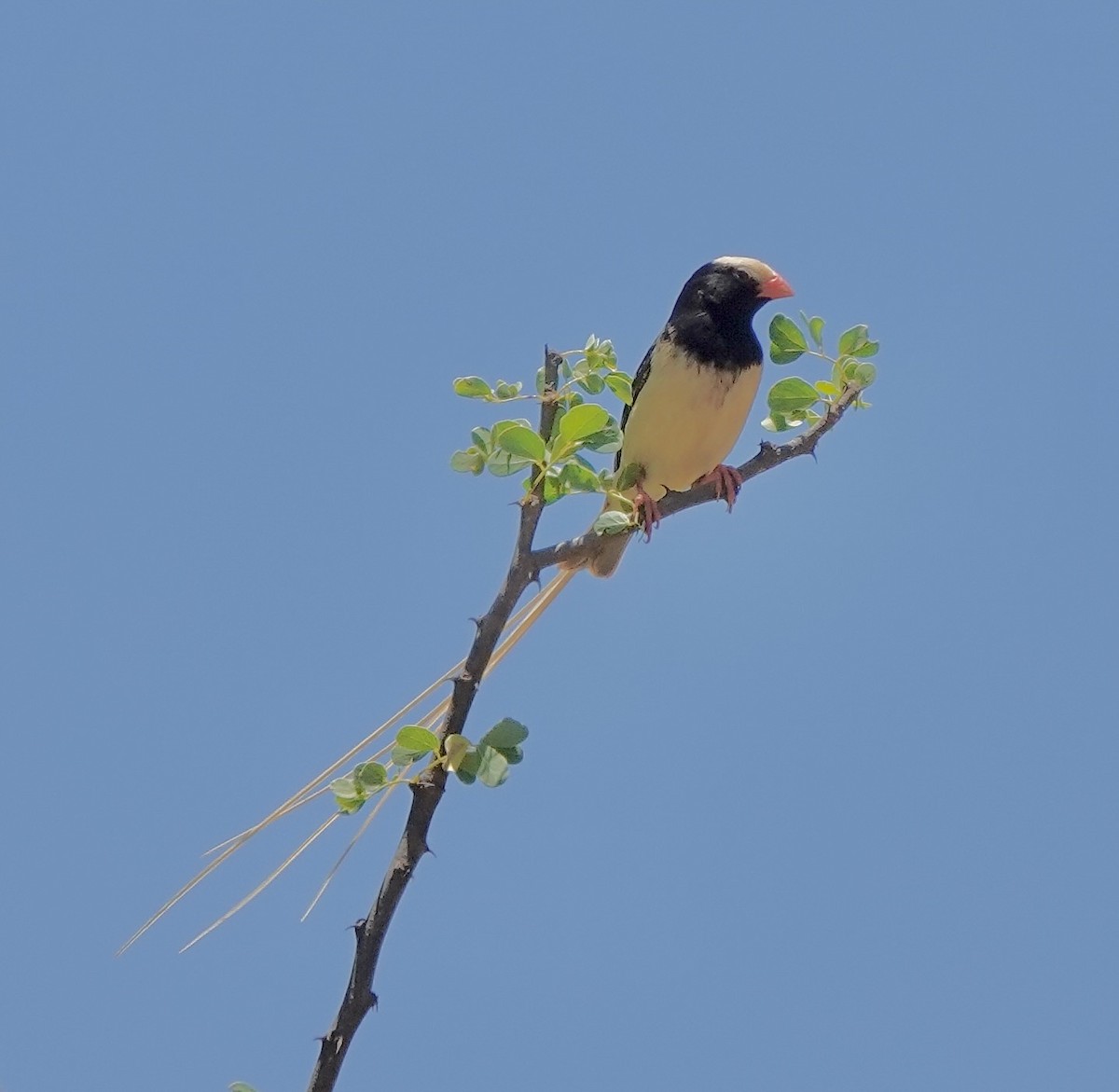 Straw-tailed Whydah - ML632896652