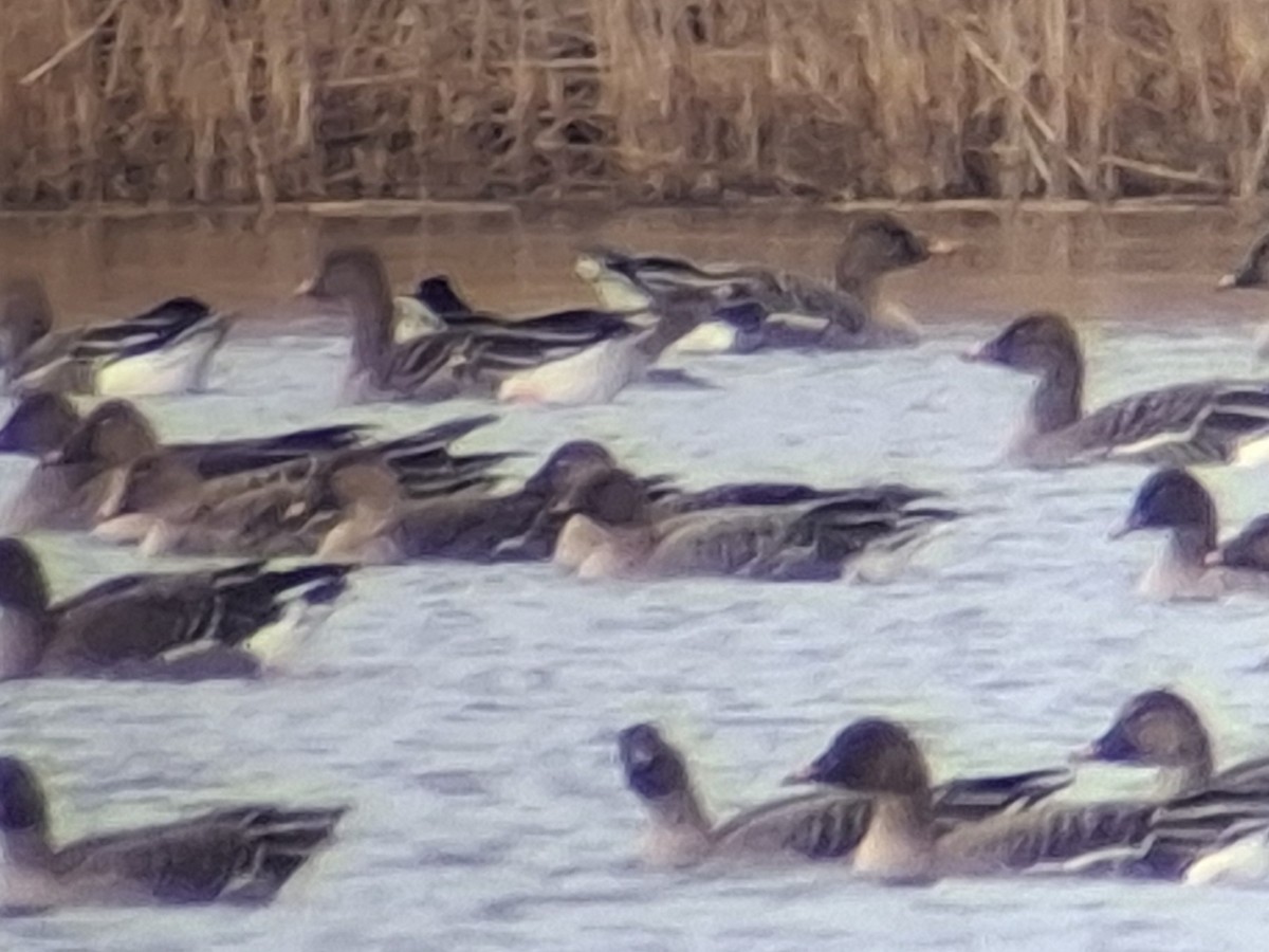 Pink-footed Goose - ML632896671