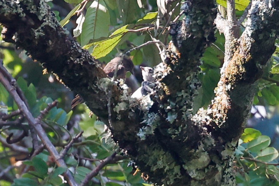 Sooty Flycatcher - ML632896912