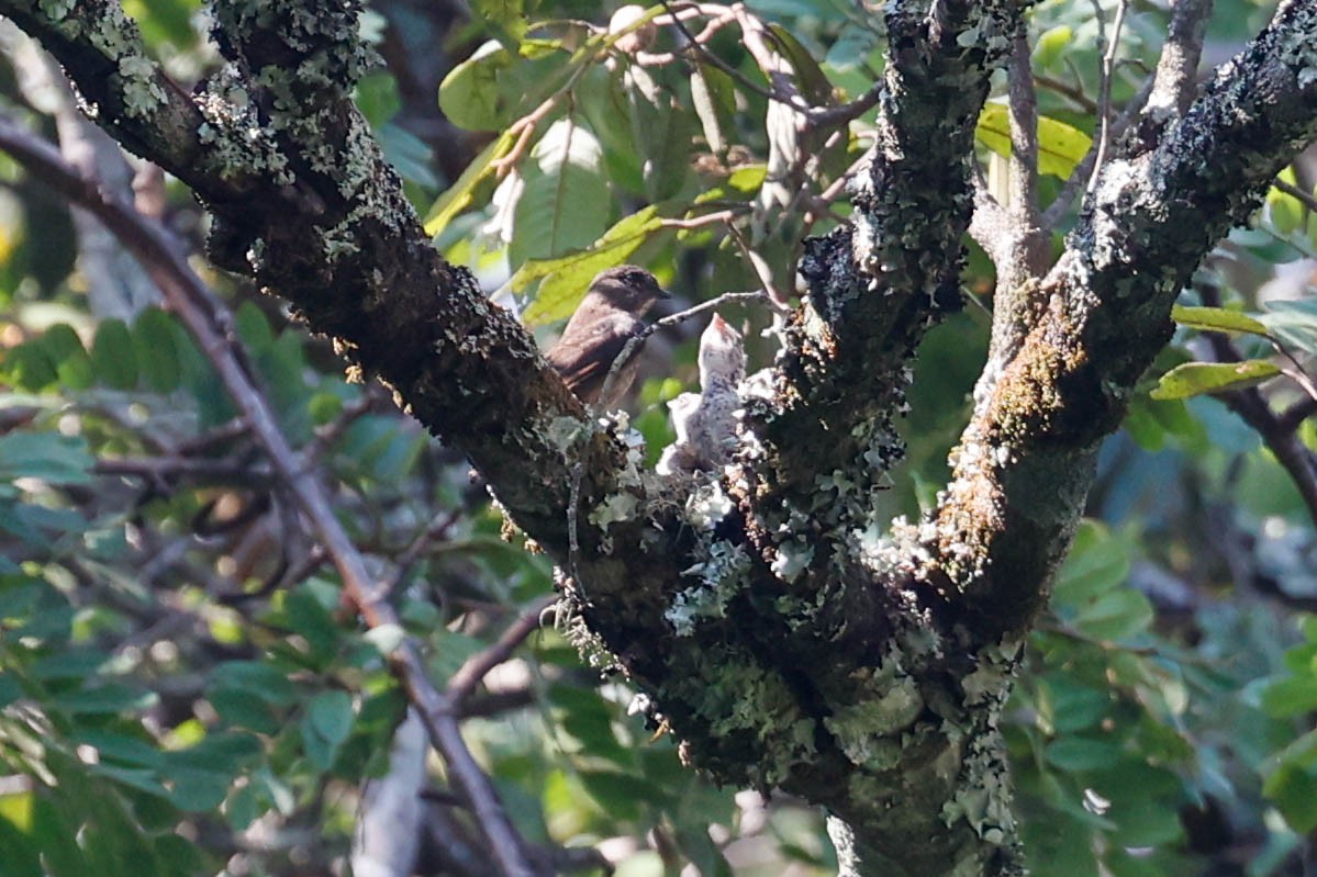 Sooty Flycatcher - ML632896913