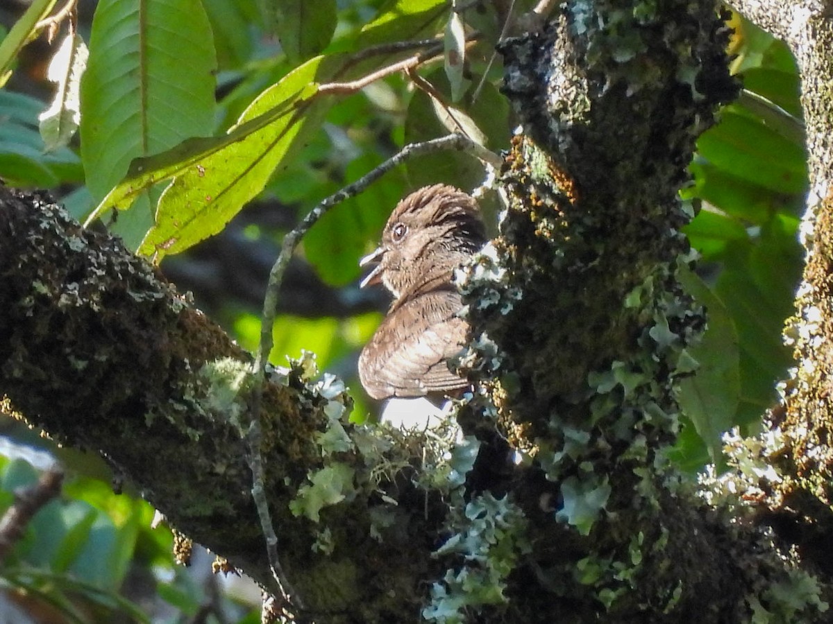 Sooty Flycatcher - ML632896914