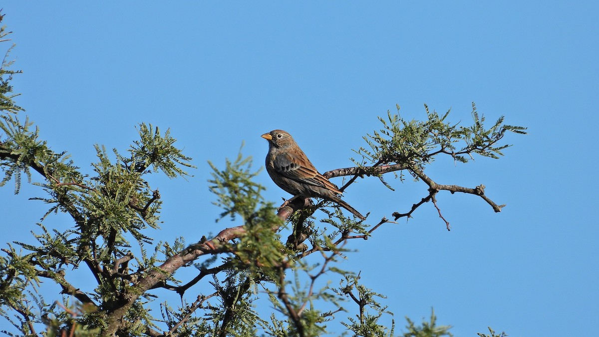 Carbonated Sierra Finch - ML632897041