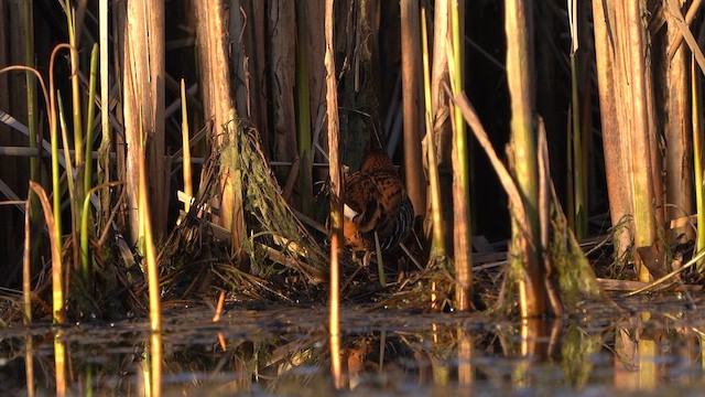 Water Rail - ML632897042