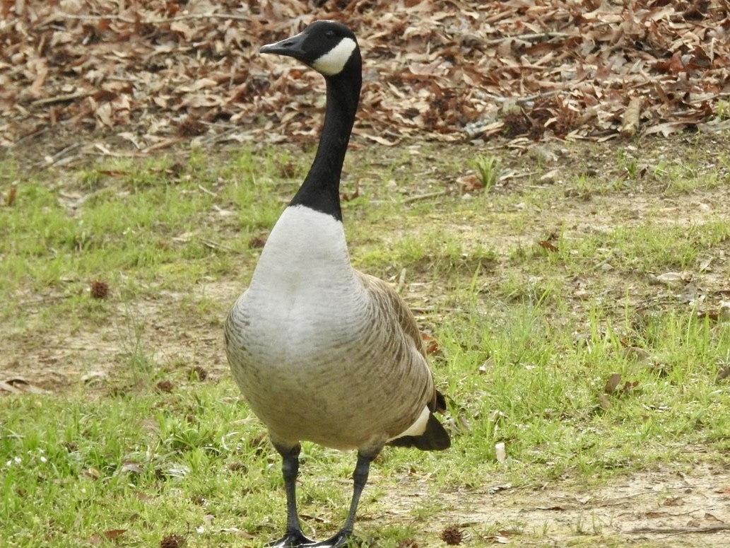Canada Goose - ML632897086