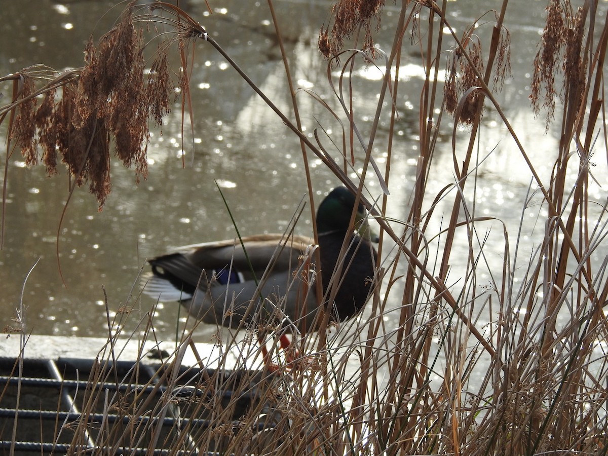 Mallard - ML632897097