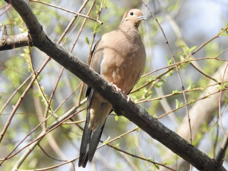 Mourning Dove - ML632897105