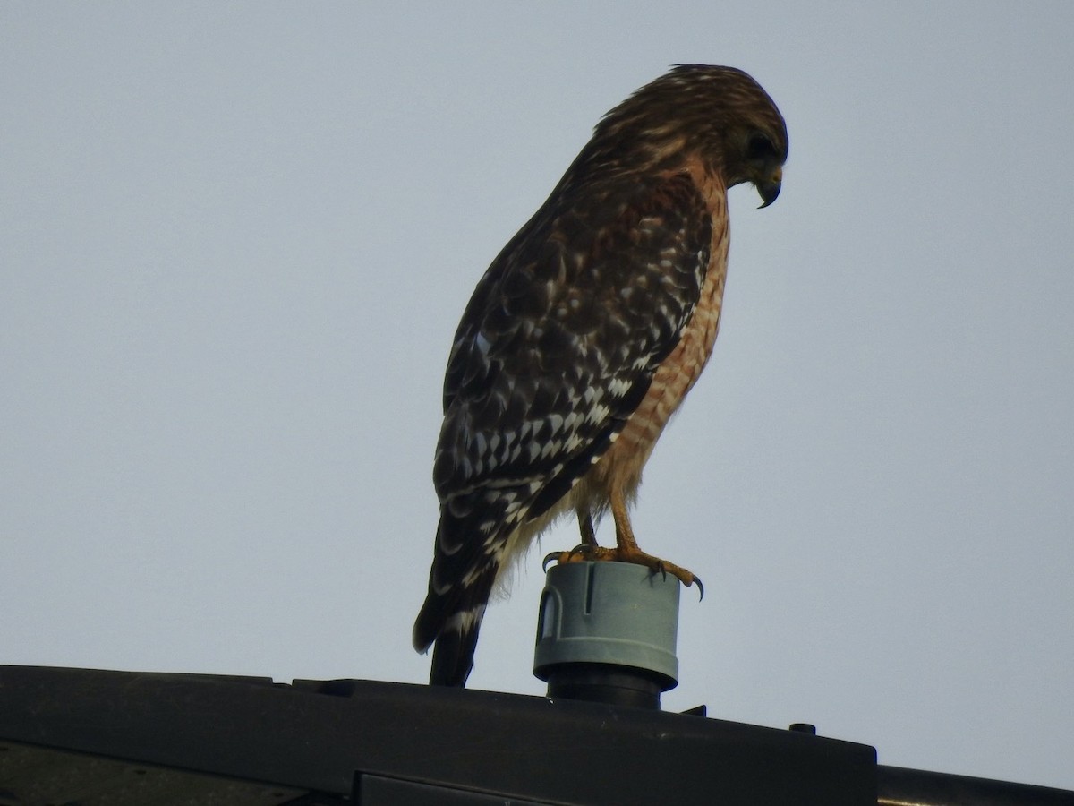 Red-shouldered Hawk - ML632897110
