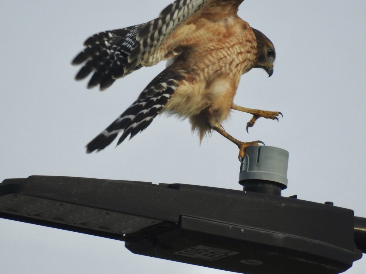 Red-shouldered Hawk - ML632897111
