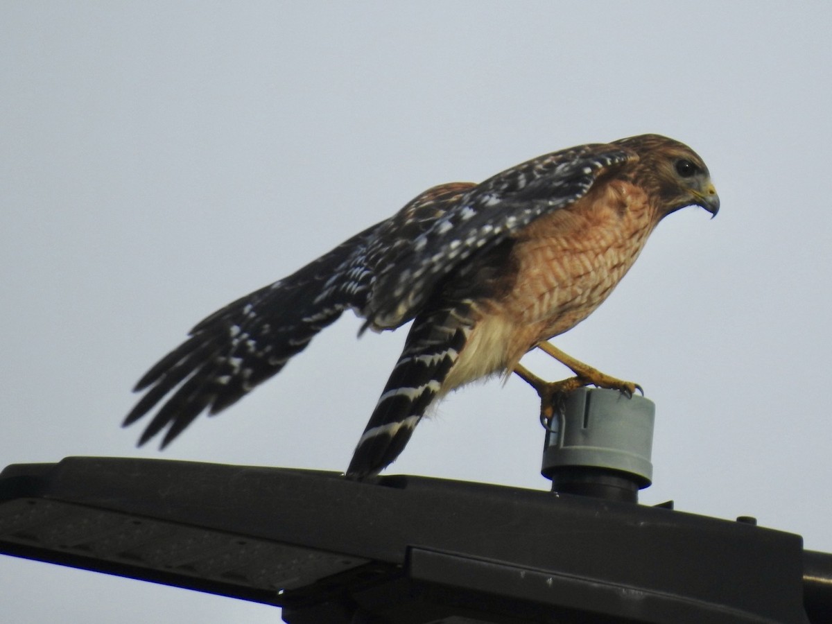 Red-shouldered Hawk - ML632897112