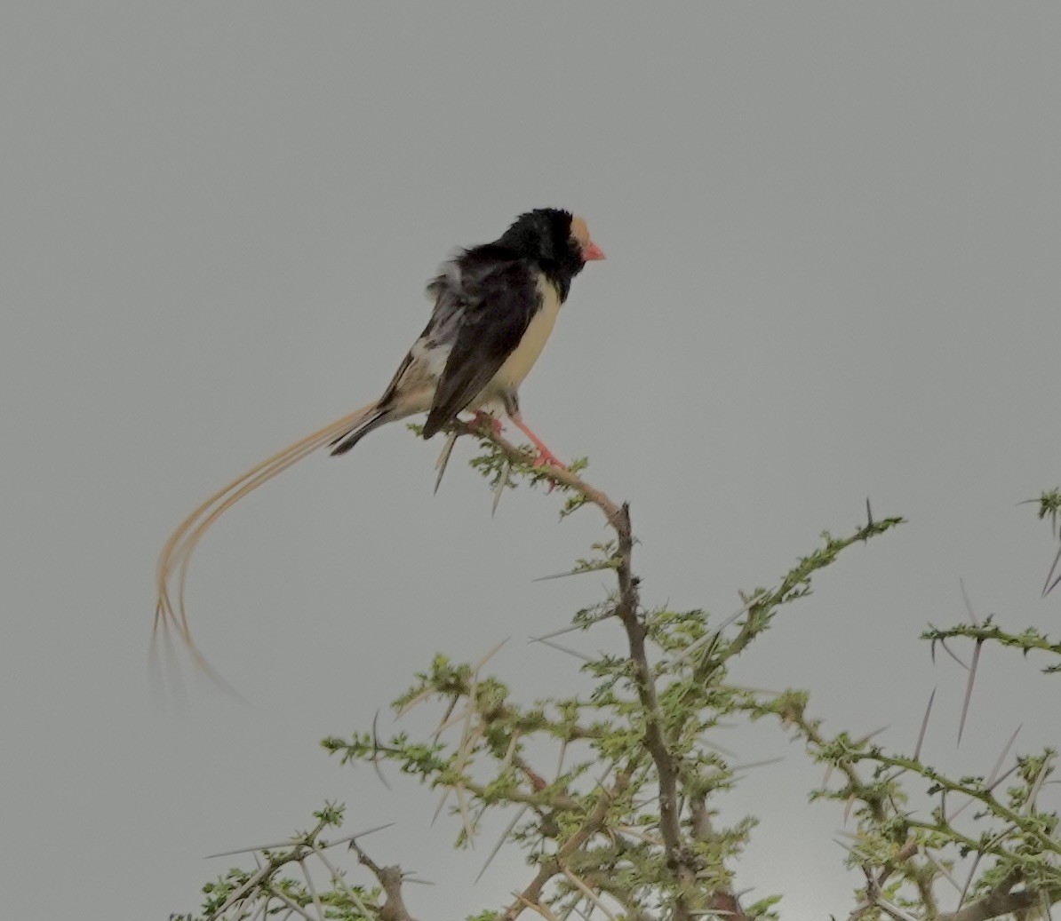 Straw-tailed Whydah - ML632897116