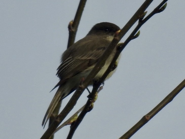 Eastern Phoebe - ML632897121