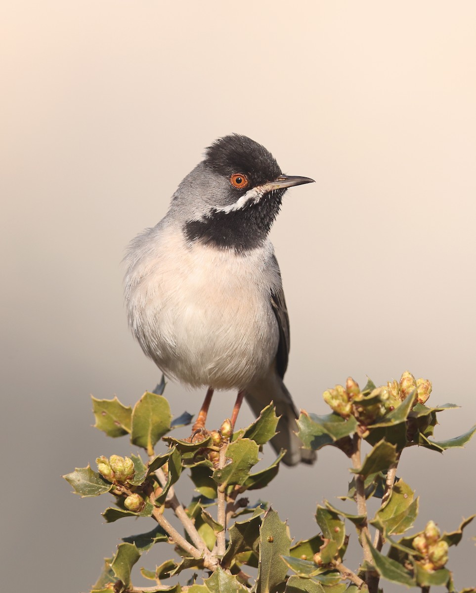 Rüppell's Warbler - ML632897132