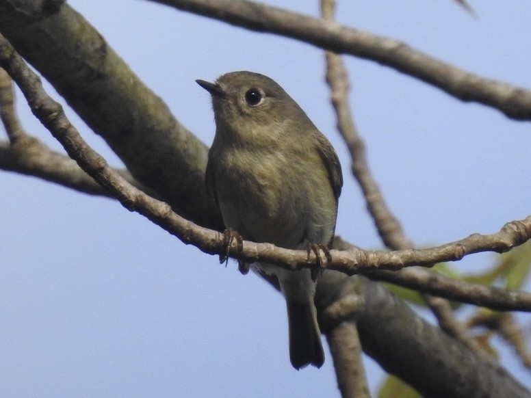 Ruby-crowned Kinglet - ML632897140