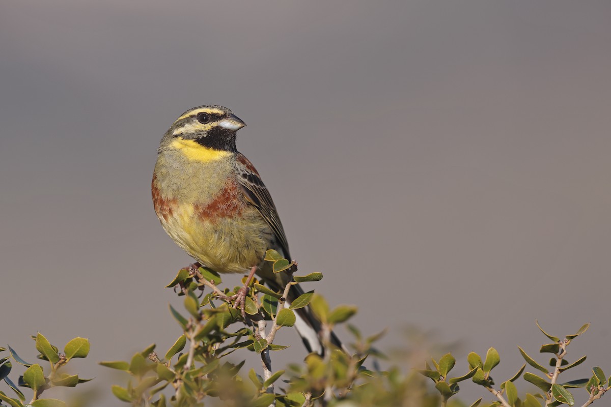 Cirl Bunting - ML632897144