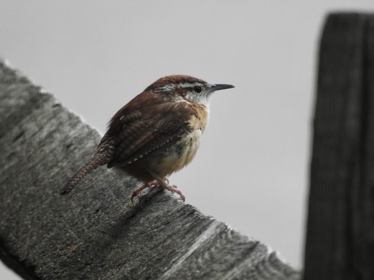 Carolina Wren - ML632897156