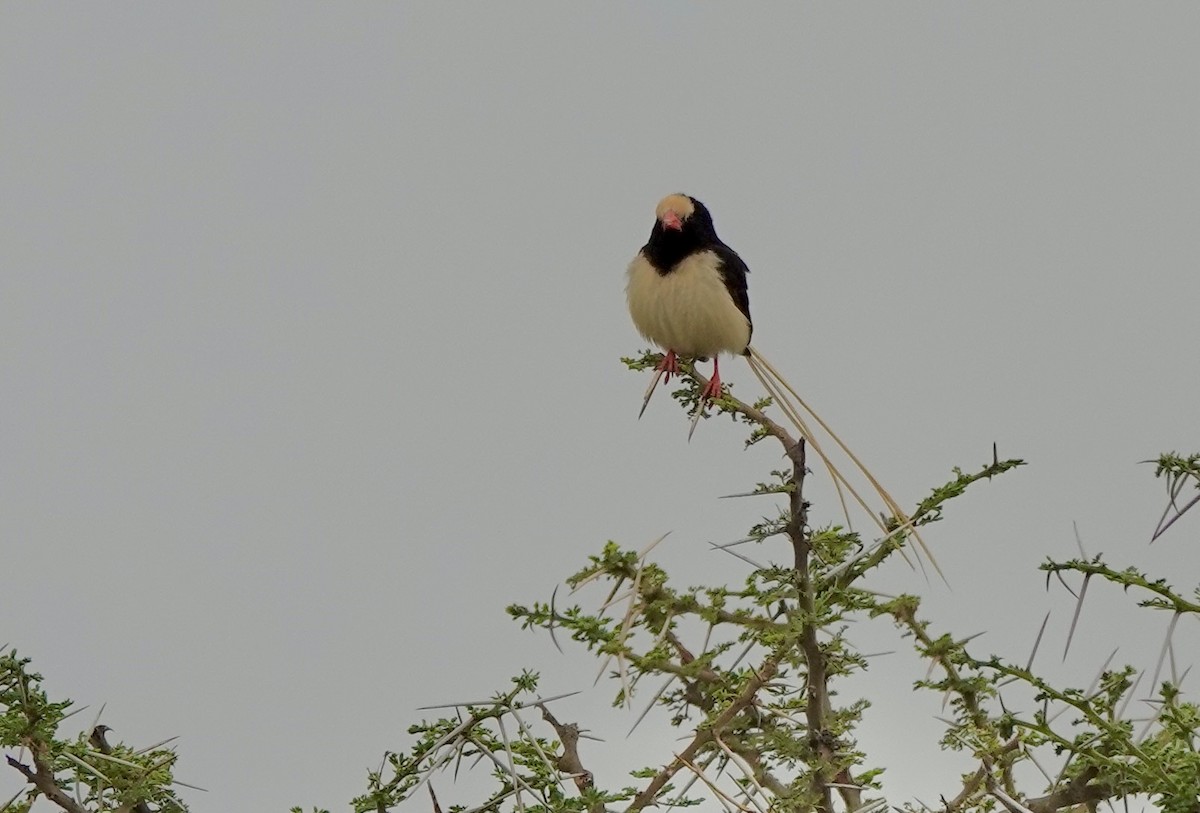 Straw-tailed Whydah - ML632897163