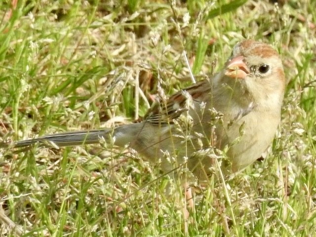 Field Sparrow - ML632897171