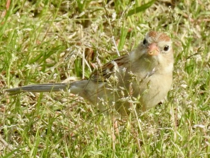 Field Sparrow - ML632897172