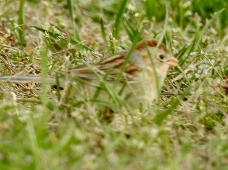 Field Sparrow - ML632897173