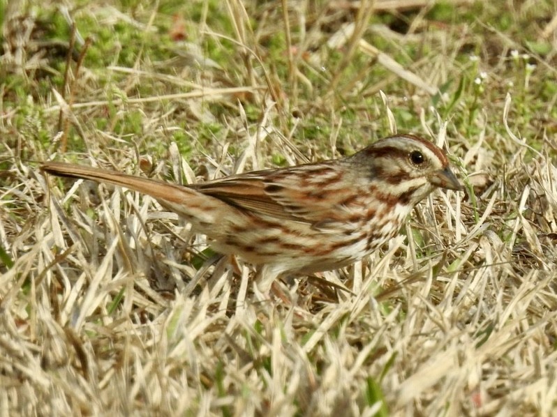 Song Sparrow - ML632897180
