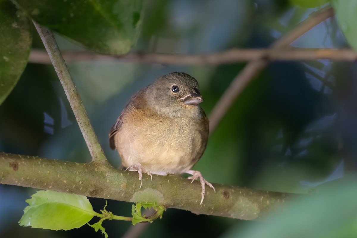 St. Lucia Black Finch - Billy Tran
