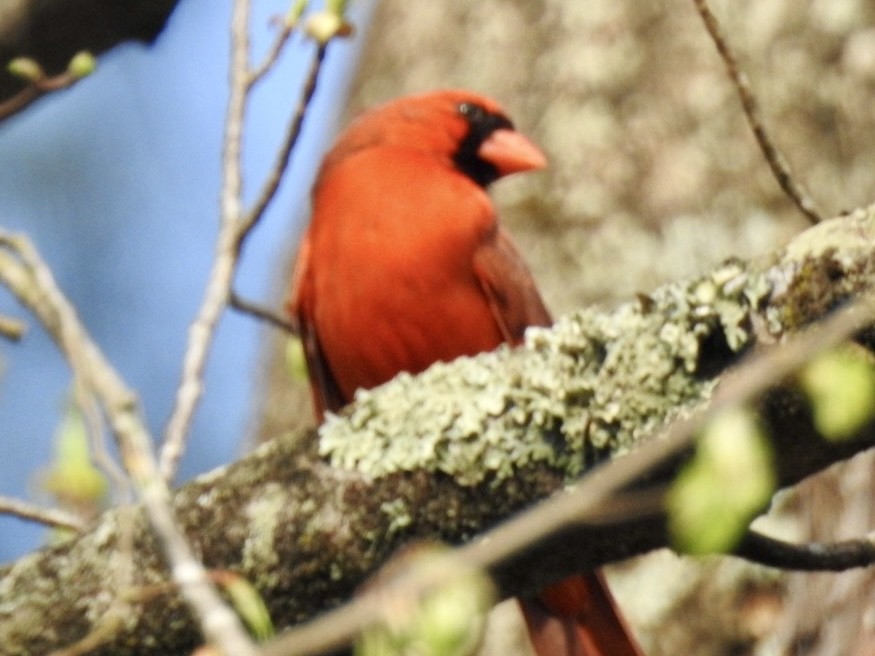 Northern Cardinal - ML632897191