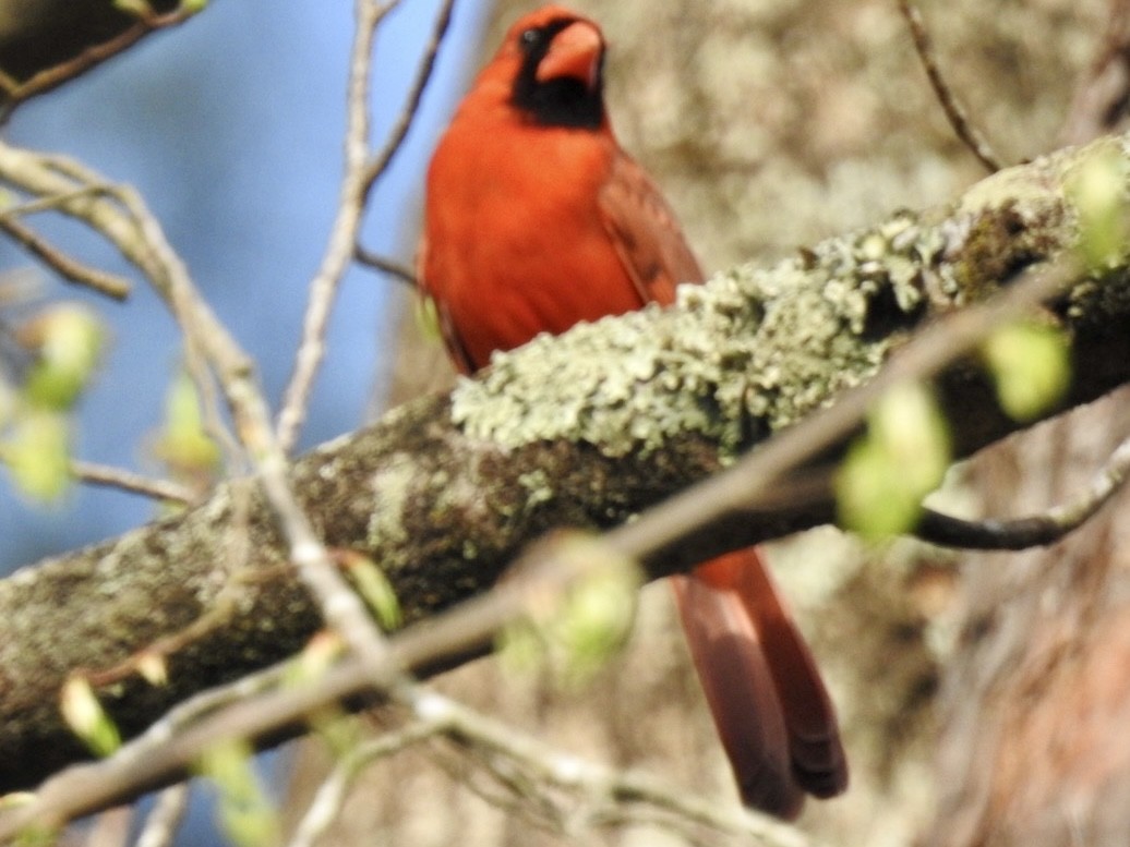 Northern Cardinal - ML632897193
