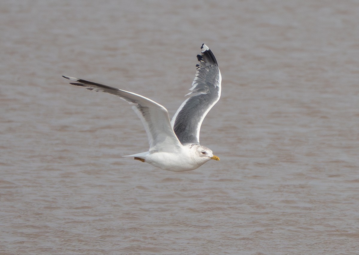 Common Gull (Kamchatka) - ML632897257