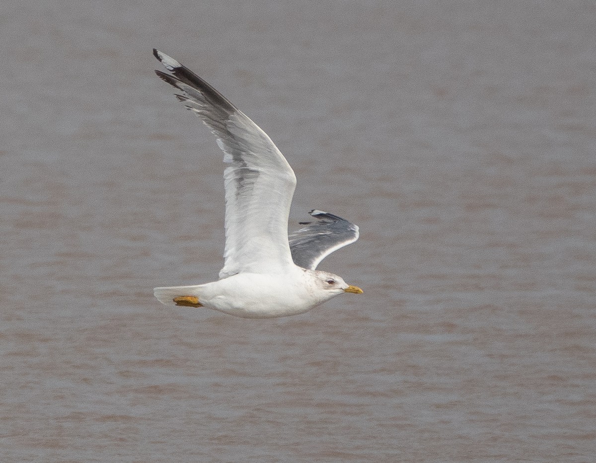 Common Gull (Kamchatka) - ML632897259
