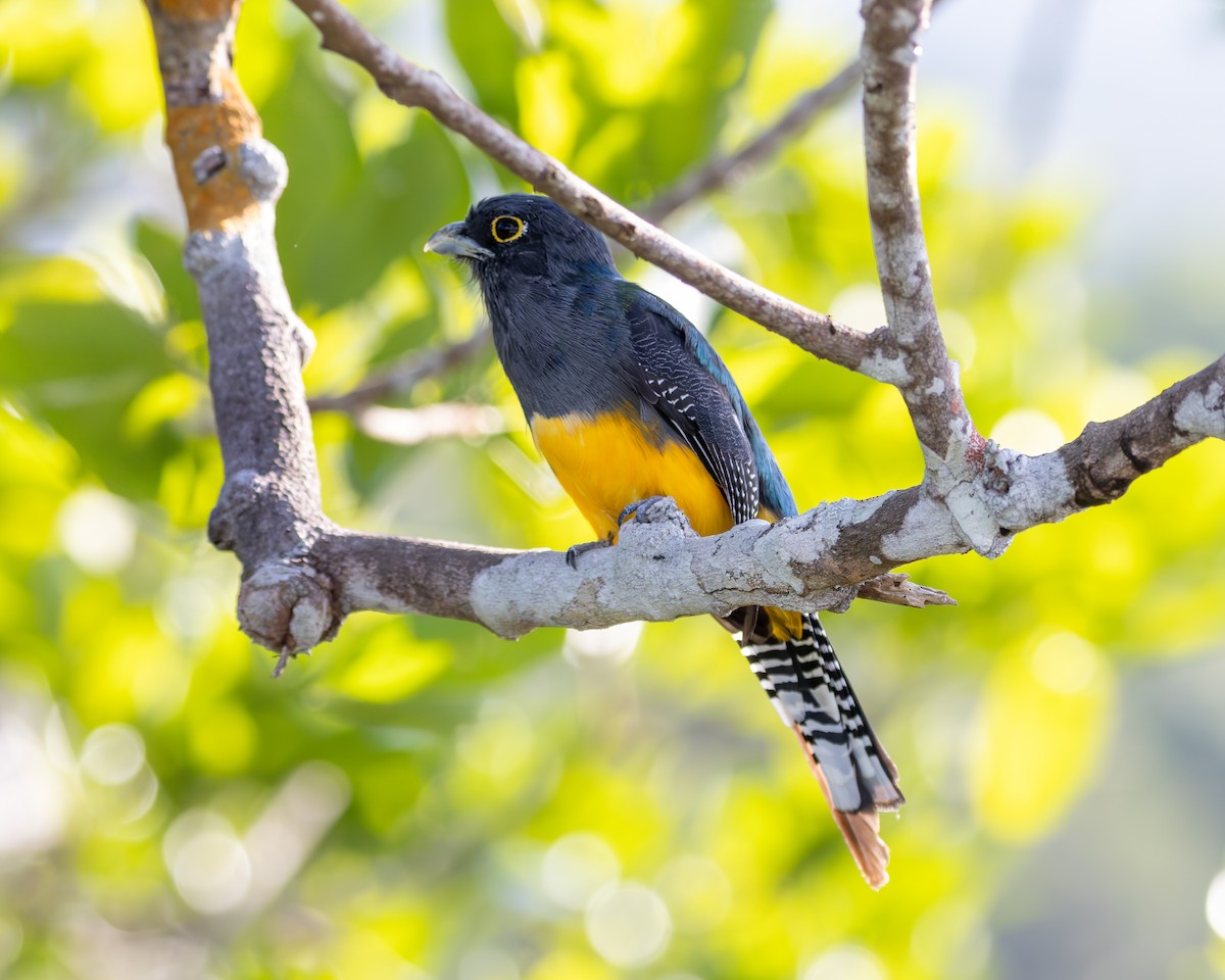 Guianan Trogon - ML632897320