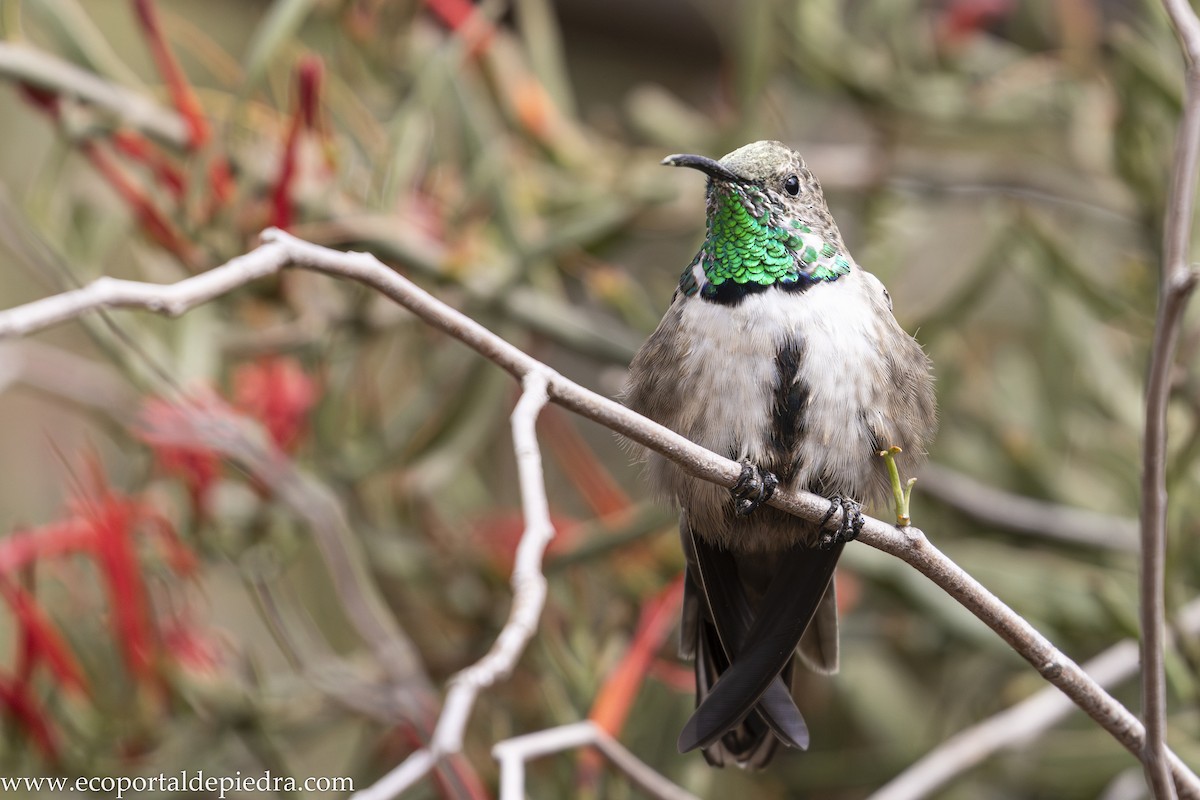 White-sided Hillstar - ML632897437