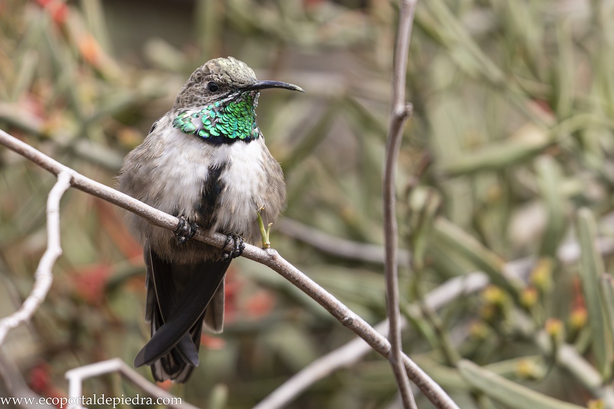 White-sided Hillstar - ML632897438