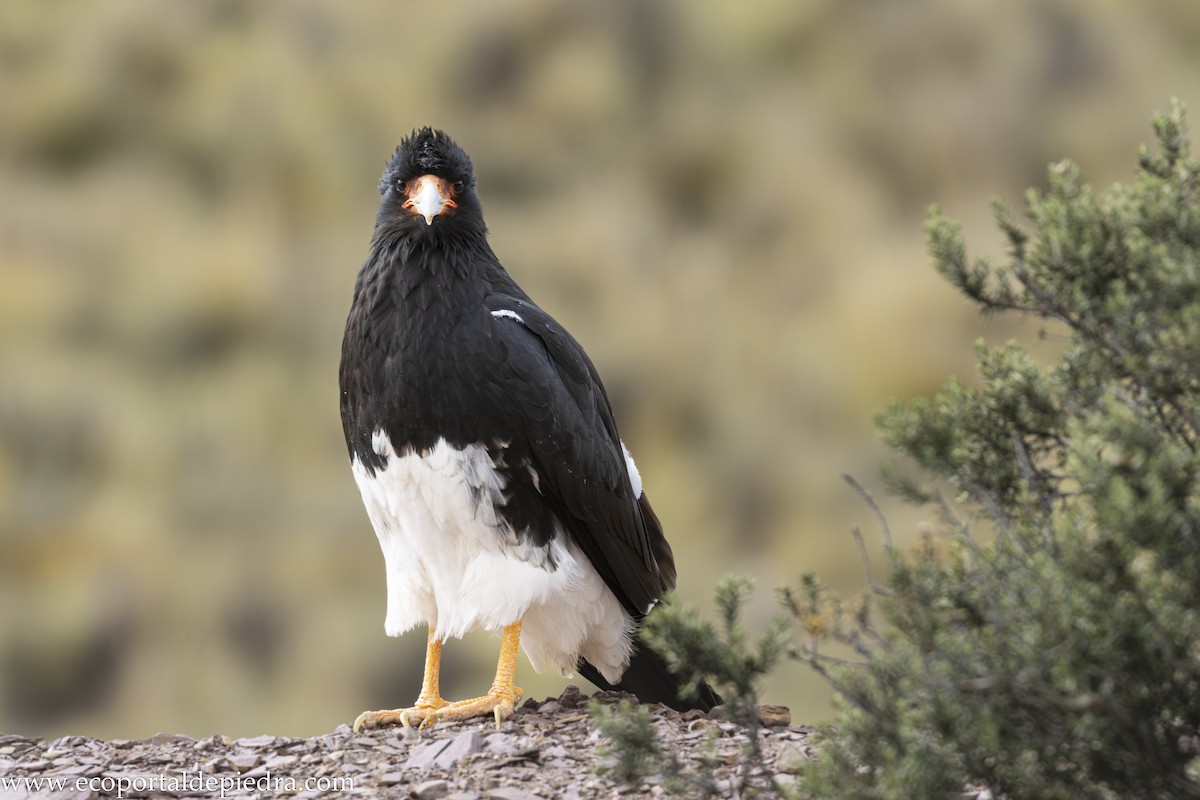 Mountain Caracara - ML632897483