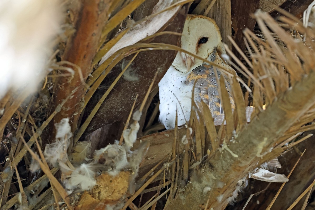 Western Barn Owl (African) - ML632897496