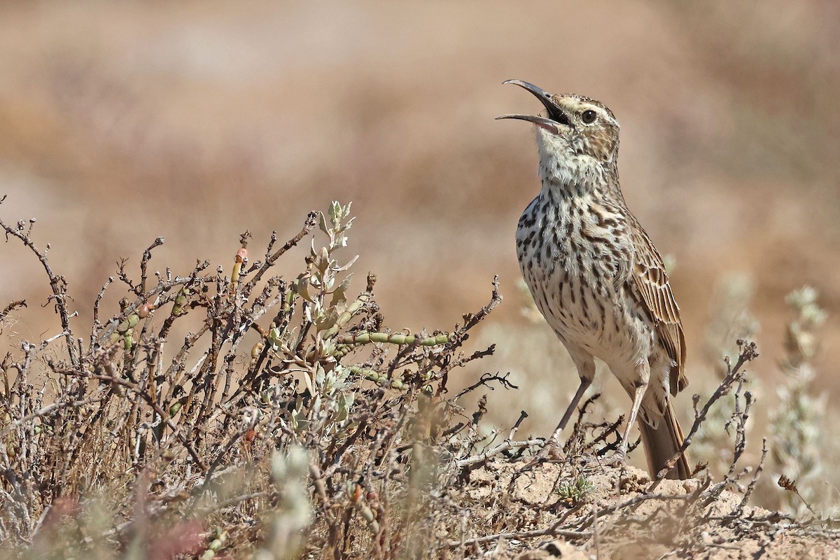 Cape Long-billed Lark (Cape) - ML632897532