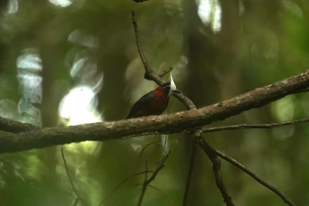 White-plumed Antbird - ML632897540