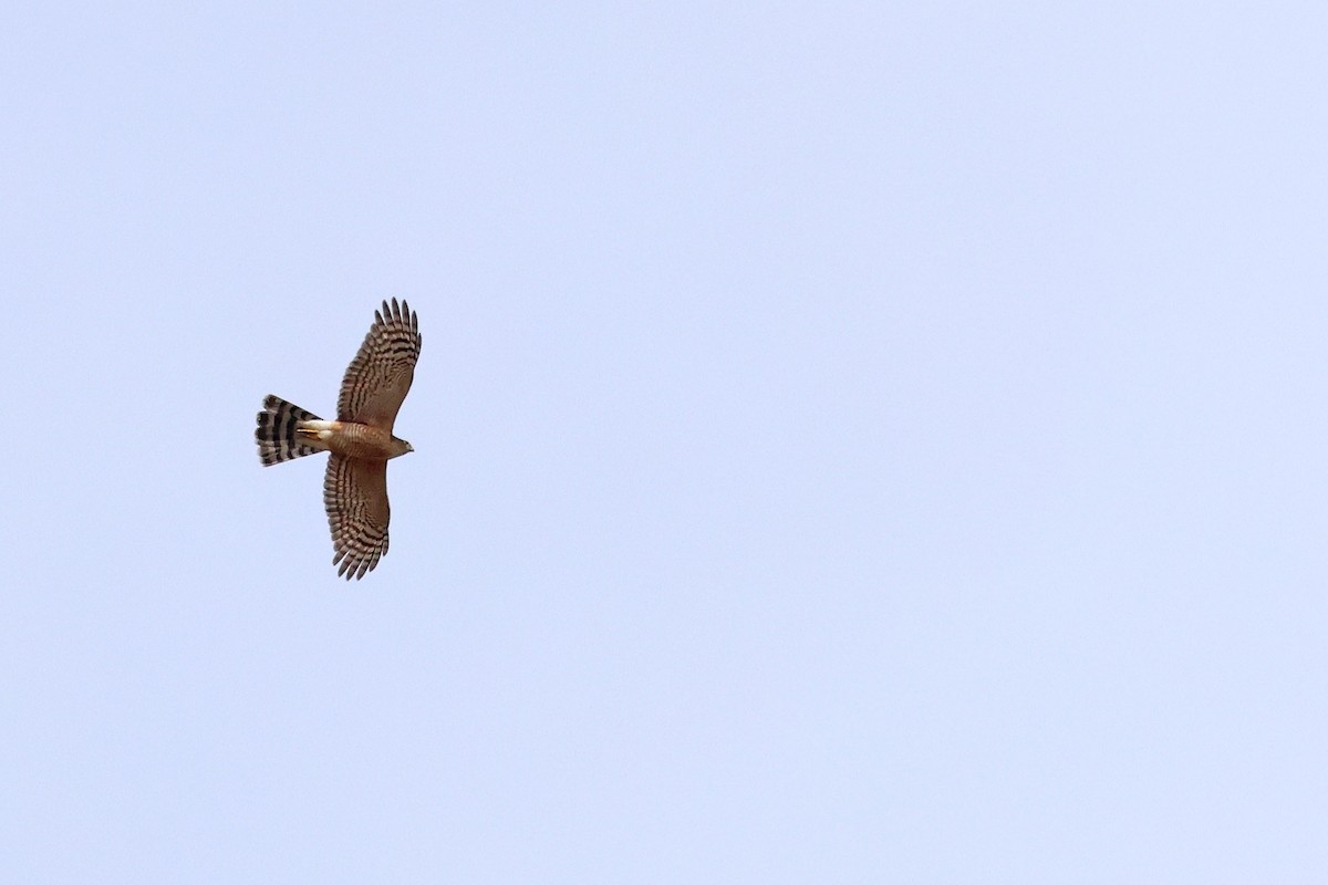 Rufous-breasted Sparrowhawk - ML632897603