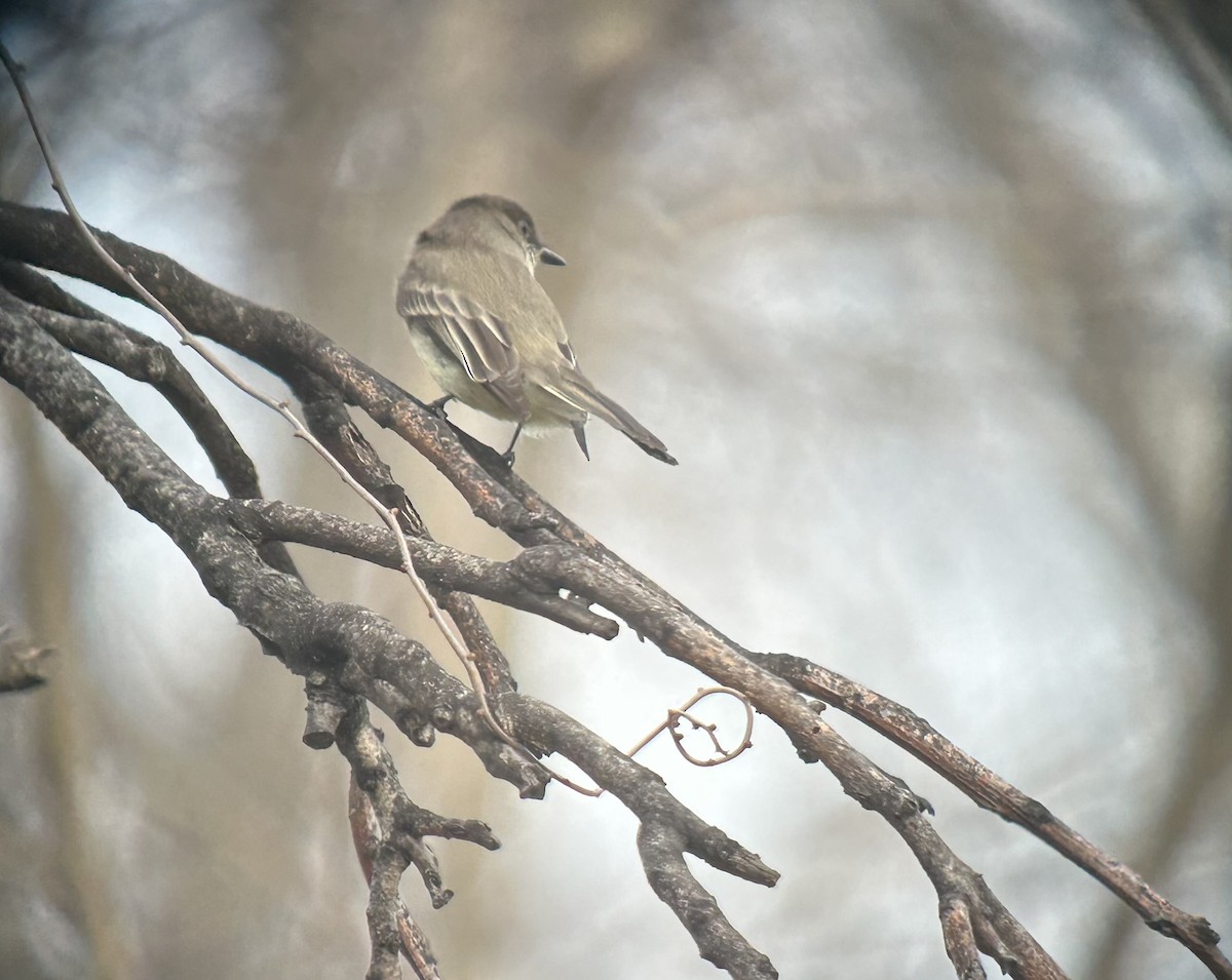 Eastern Phoebe - ML632897712