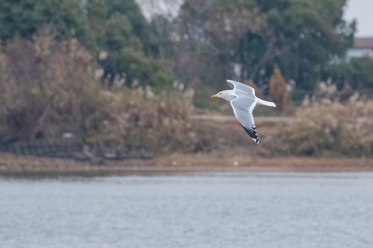 Mongolian Gull - ML632897714