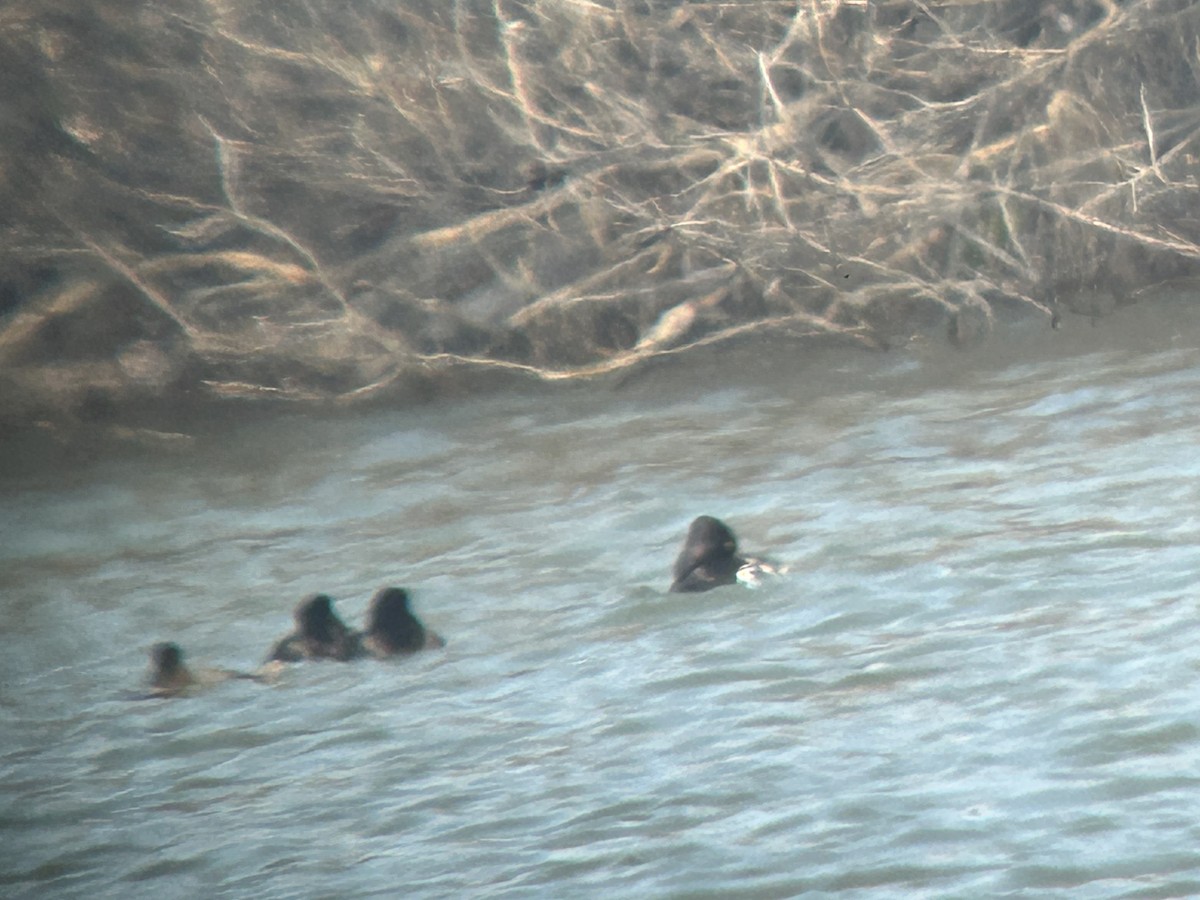 Ring-necked Duck - ML632897733
