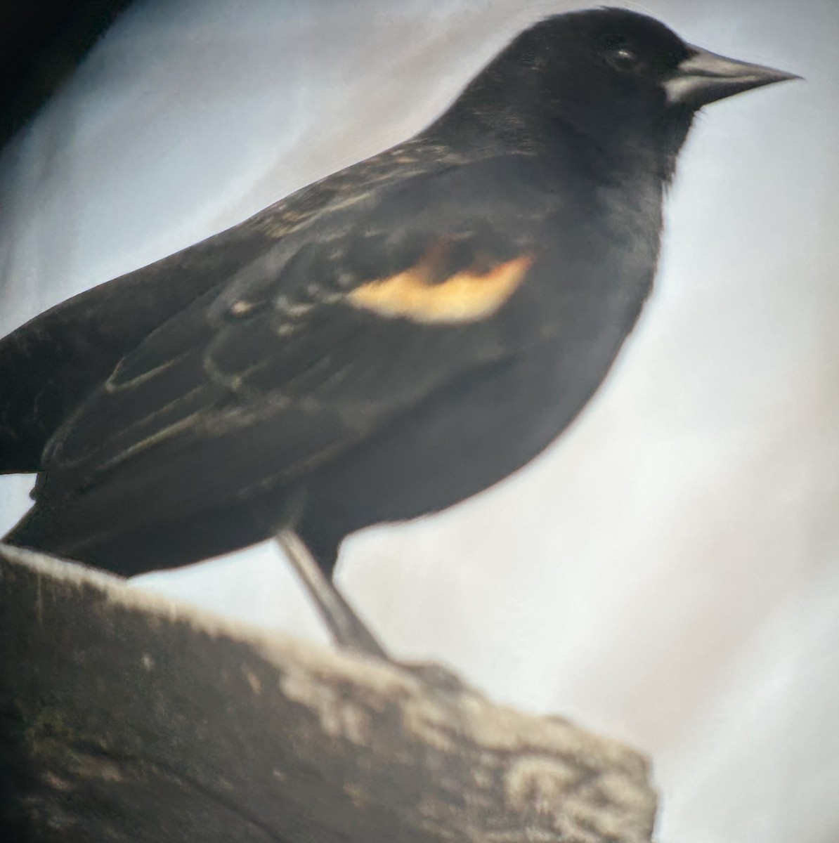 Red-winged Blackbird - ML632897760