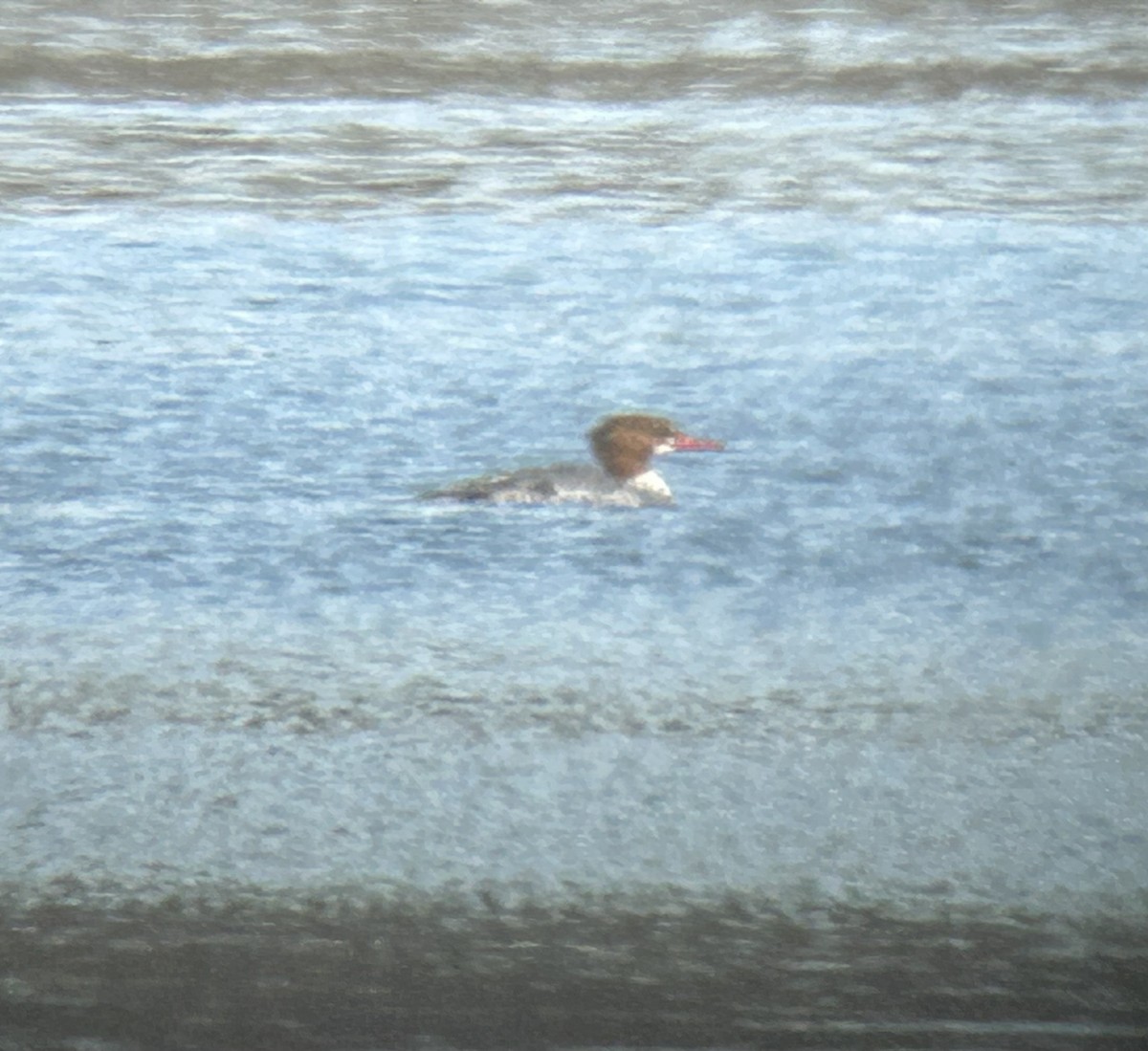 Common Merganser - ML632897796