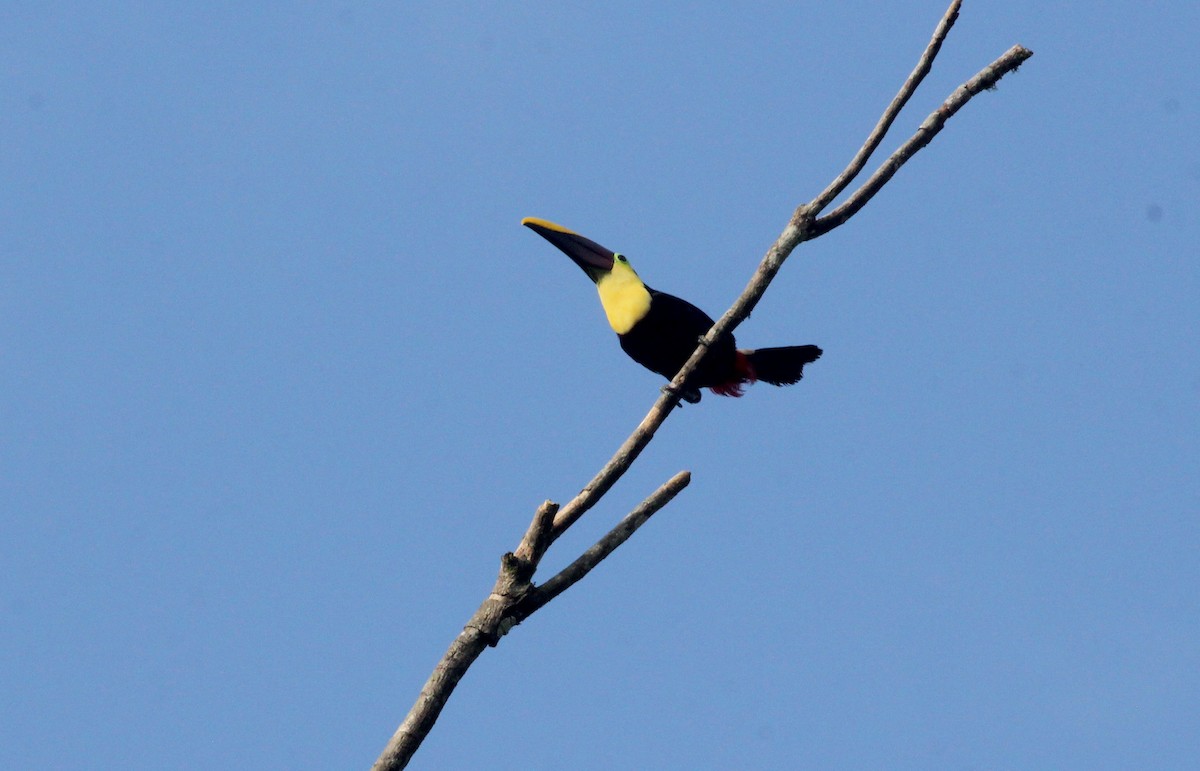 Tucán Pechigualdo - ML632897819