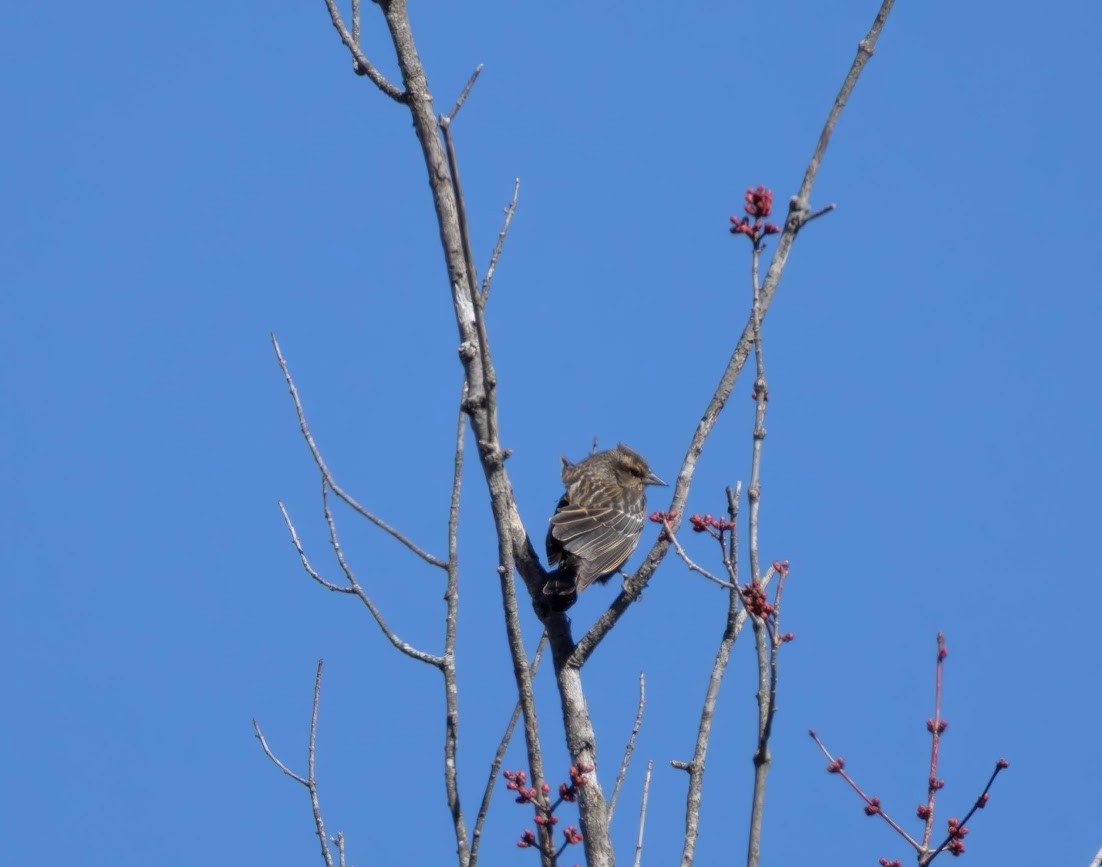 Red-winged Blackbird (Red-winged) - ML632898041