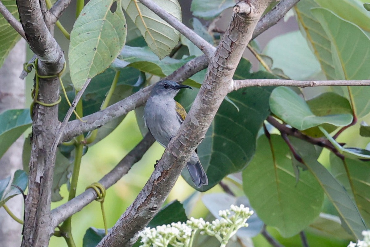 Bannerman's Sunbird - ML632898063