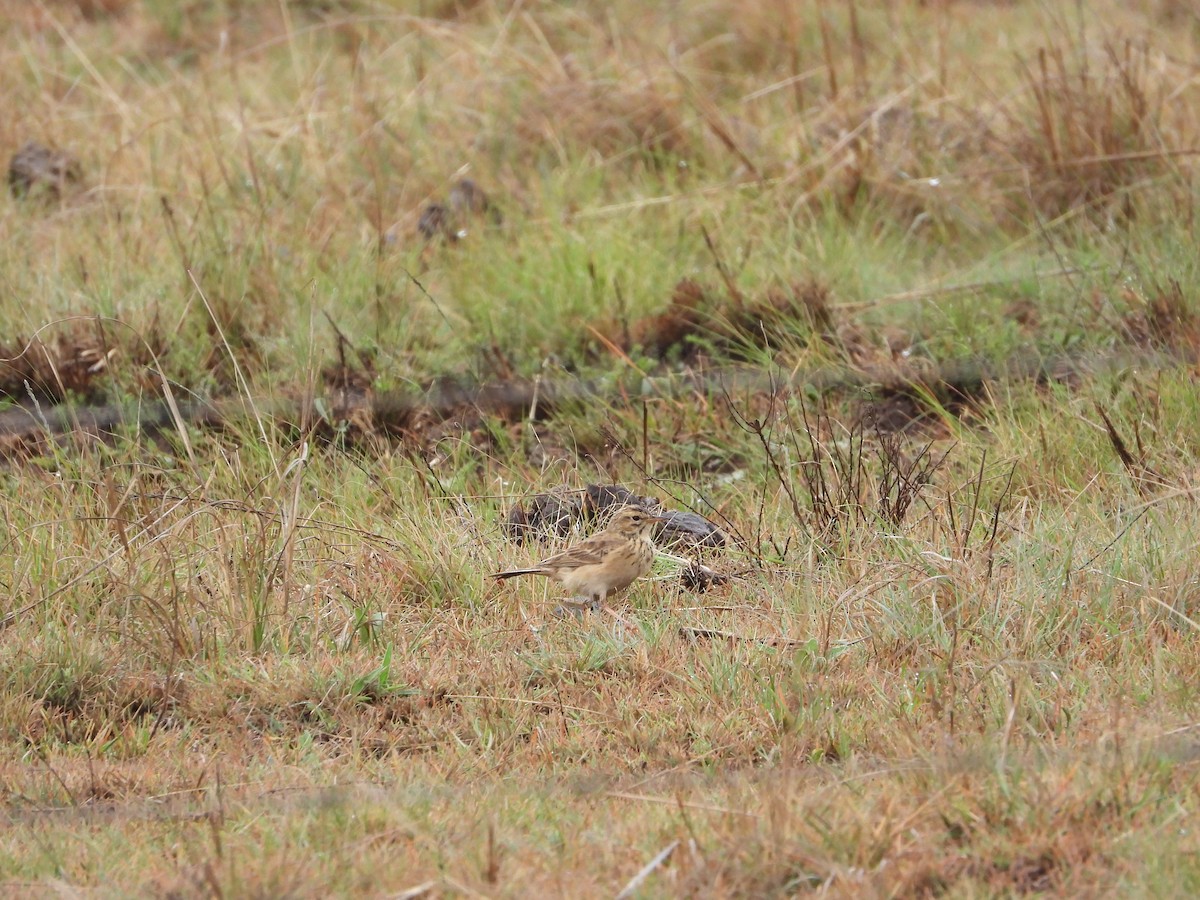 Buffy Pipit - ML632898064