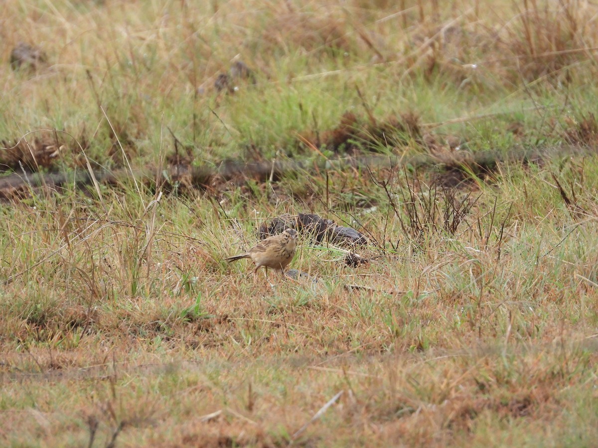 Buffy Pipit - ML632898065