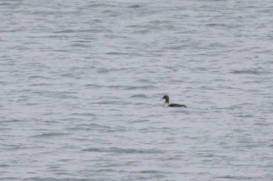 King Eider - ML632898101